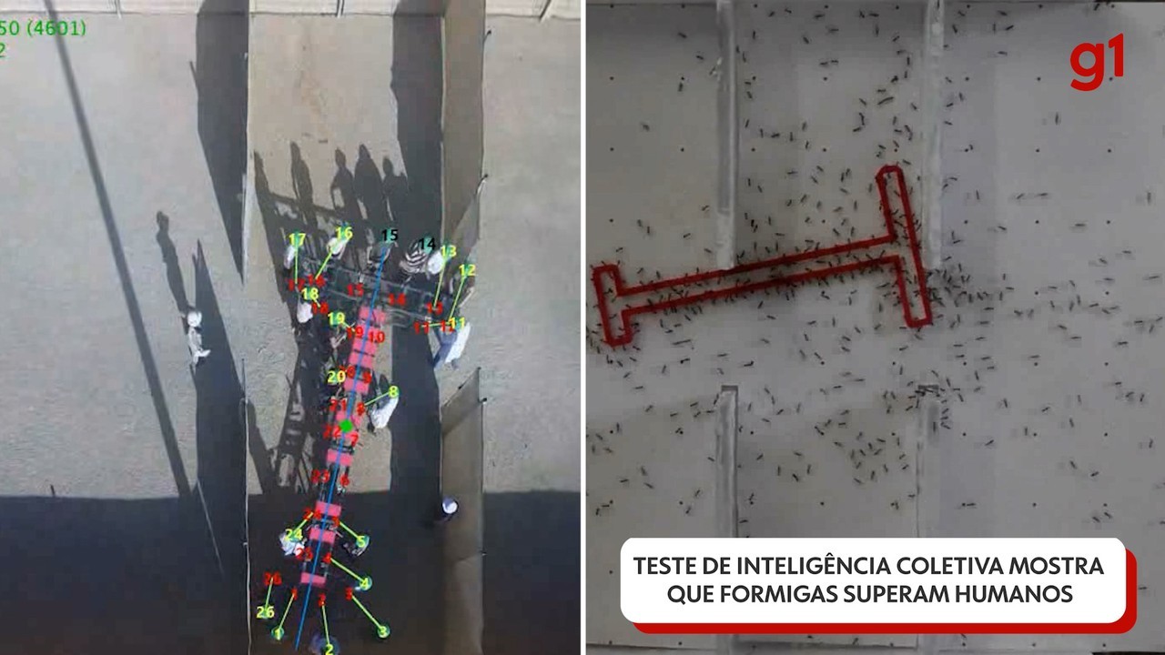 Formigas superam humanos em teste de inteligência coletiva; veja VÍDEO | Ciência