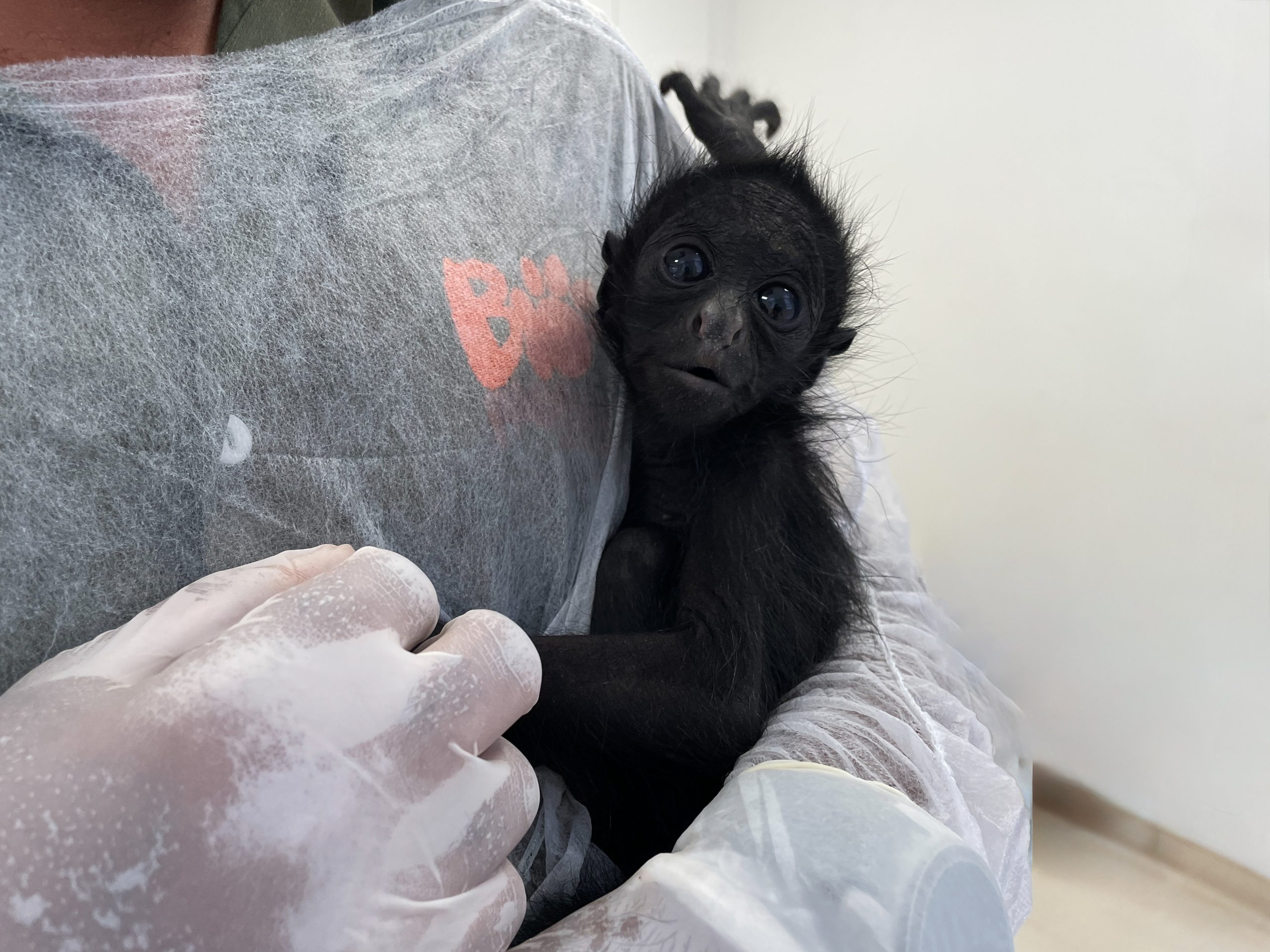 Bebel é o nome vencedor da macaquinha ameaçada de extinção que nasceu no Bioparque do Rio