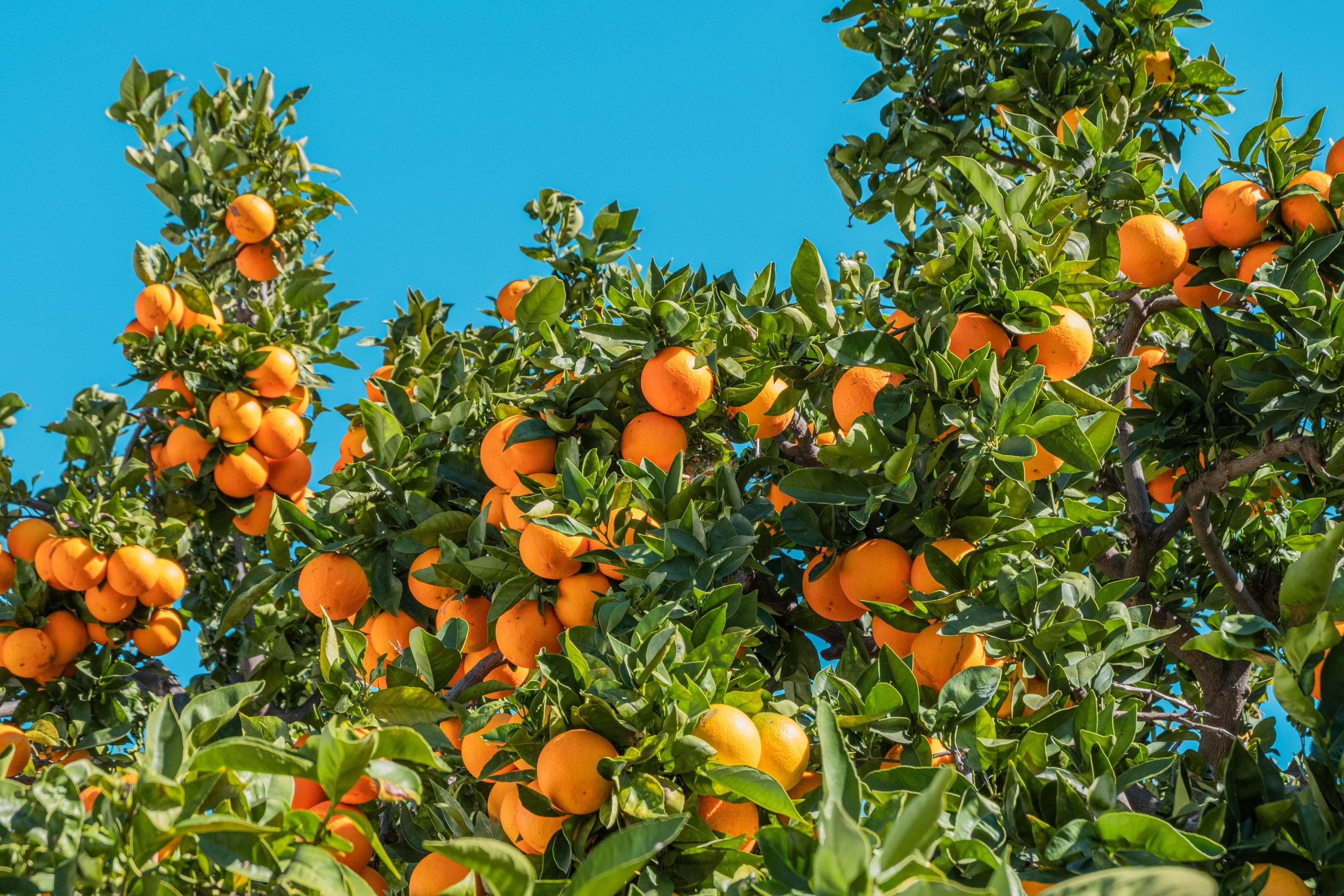 QUIZ: Você sabe qual alimento vem de cada planta? Teste seus conhecimentos